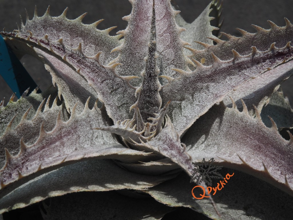 Dyckia T-REX x ML Super Wide Leaf