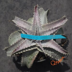 Dyckia T-REX x ML Super Wide Leaf