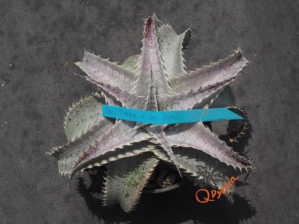 Dyckia T-REX x ML Super Wide Leaf
