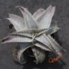 Dyckia HU-5 x ML Super Wide Leaf