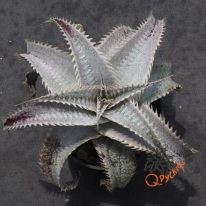 Dyckia HU-5 x ML Super Wide Leaf