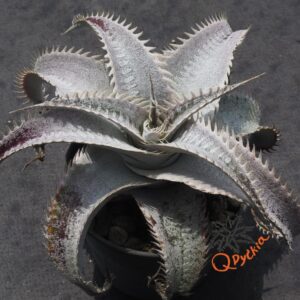 Dyckia HU-5 x ML Super Wide Leaf
