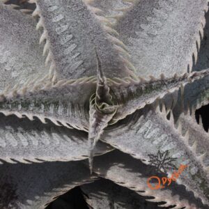 Dyckia HU-5 x ML Super Wide Leaf