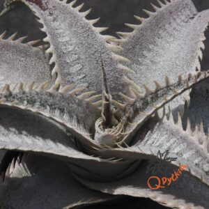 Dyckia HU-5 x ML Super Wide Leaf