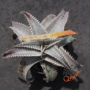 Dyckia HU-5 x ML Super Wide Leaf