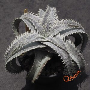 Dyckia (Baphomet Horns x Squid) x T-REX