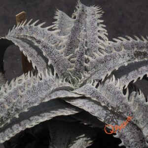 Dyckia (Baphomet Horns x Squid) x T-REX