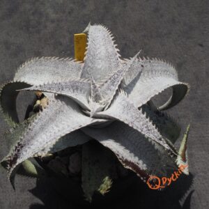 Dyckia ML Super Wide Leaf x ML Red Spines