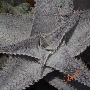 Dyckia ML Super Wide Leaf x ML Red Spines