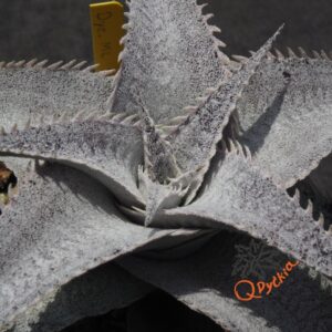 Dyckia ML Super Wide Leaf x ML Red Spines