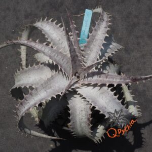 Dyckia goehringii New Form x ML Giant Blue F1