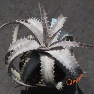 Dyckia goehringii New Form x ML Giant Blue F1
