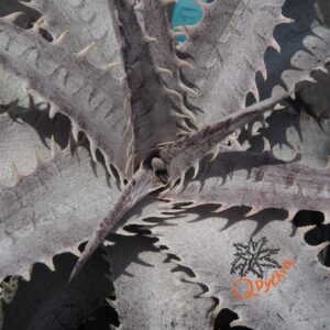 Dyckia goehringii New Form x ML Giant Blue F1
