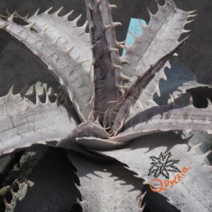 Dyckia goehringii New Form x ML Giant Blue F1