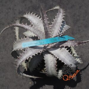 Dyckia goehringii New Form x ML Giant Blue F1