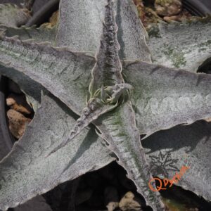 Dyckia ML Super Wide Leaf x HU-5