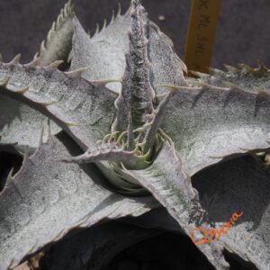 Dyckia ML Super Wide Leaf x HU-5