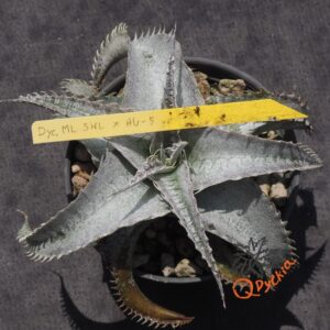 Dyckia ML Super Wide Leaf x HU-5
