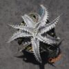 Dyckia (Red Shark x Gray Ops) x Heaven and Hell