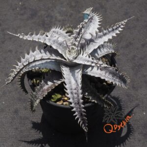 Dyckia (Red Shark x Gray Ops) x Heaven and Hell