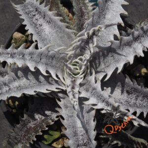 Dyckia (Red Shark x Gray Ops) x Heaven and Hell