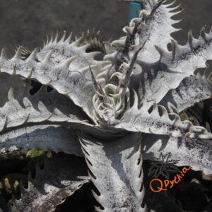 Dyckia (Red Shark x Gray Ops) x Heaven and Hell