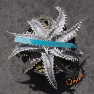 Dyckia (Red Shark x Gray Ops) x Heaven and Hell