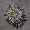 Dyckia (Heaven and Hell x Bone) x Bangkok Star