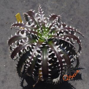 Dyckia (Heaven and Hell x Bone) x Bangkok Star