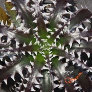 Dyckia (Heaven and Hell x Bone) x Bangkok Star
