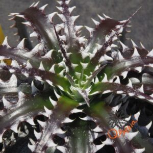 Dyckia (Heaven and Hell x Bone) x Bangkok Star