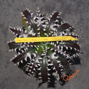 Dyckia (Heaven and Hell x Bone) x Bangkok Star