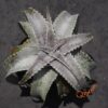 Dyckia Baphomet Horns x ML Red Clone F1