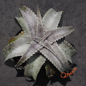Dyckia Baphomet Horns x ML Red Clone F1