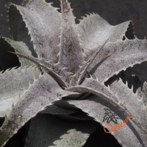 Dyckia Baphomet Horns x ML Red Clone F1