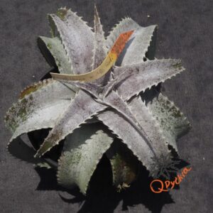 Dyckia Baphomet Horns x ML Red Clone F1