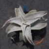 Dyckia T-REX x ML Super Wide Leaf