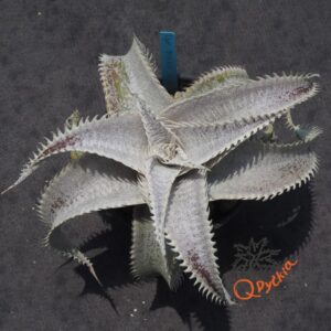 Dyckia T-REX x ML Super Wide Leaf