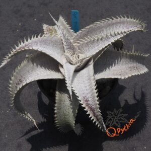 Dyckia T-REX x ML Super Wide Leaf