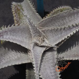 Dyckia T-REX x ML Super Wide Leaf