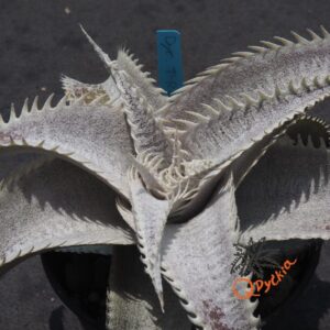 Dyckia T-REX x ML Super Wide Leaf