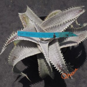 Dyckia T-REX x ML Super Wide Leaf