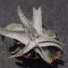 Dyckia T-REX x ML Super Wide Leaf