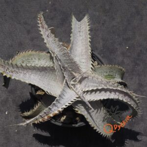 Dyckia T-REX x ML Super Wide Leaf