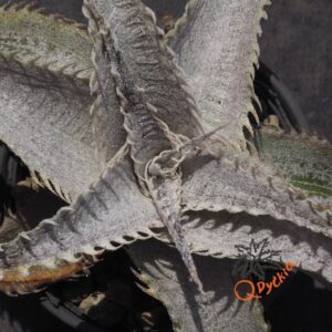 Dyckia T-REX x ML Super Wide Leaf