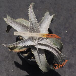 Dyckia T-REX x ML Super Wide Leaf