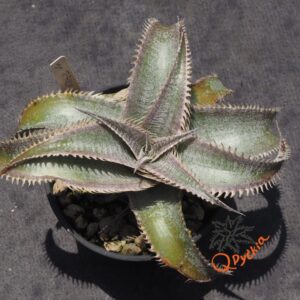 Dyckia T-REX x ML Super Wide Leaf