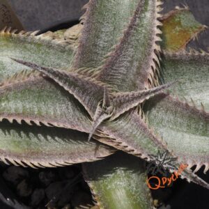 Dyckia T-REX x ML Super Wide Leaf