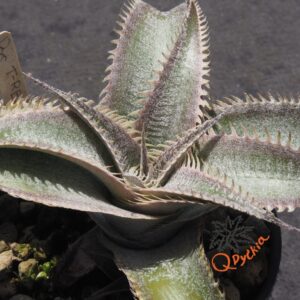 Dyckia T-REX x ML Super Wide Leaf