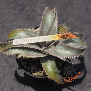 Dyckia T-REX x ML Super Wide Leaf